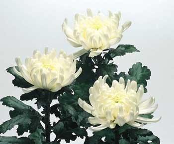 菊