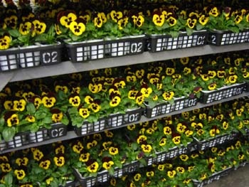 花壇用苗物