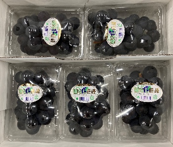 種なし巨峰（５パック入り）