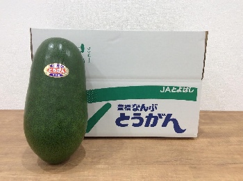 ［L-2］冬瓜　（３玉入り）
