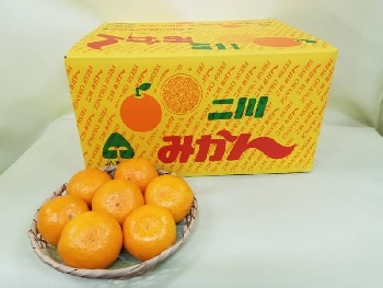 二川みかん 10ｋｇ Ｍサイズ