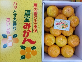 温室みかん2.5ｋｇ